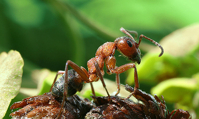 FORMICA RUFA